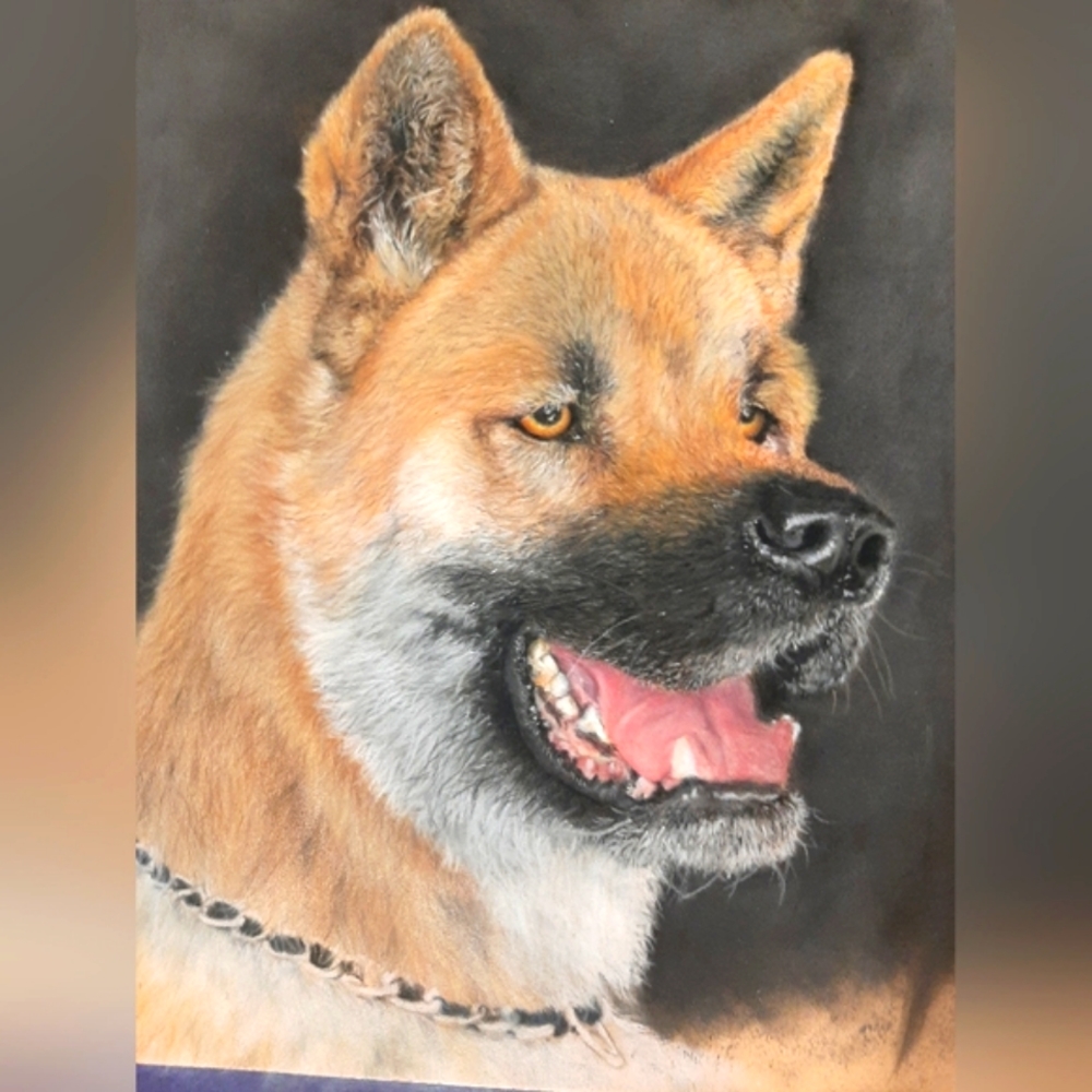 Example pet portrait, Akita